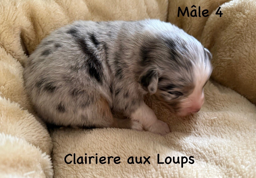 du Domaine de la Clairiere aux Loups - Chiots disponibles - Berger Australien