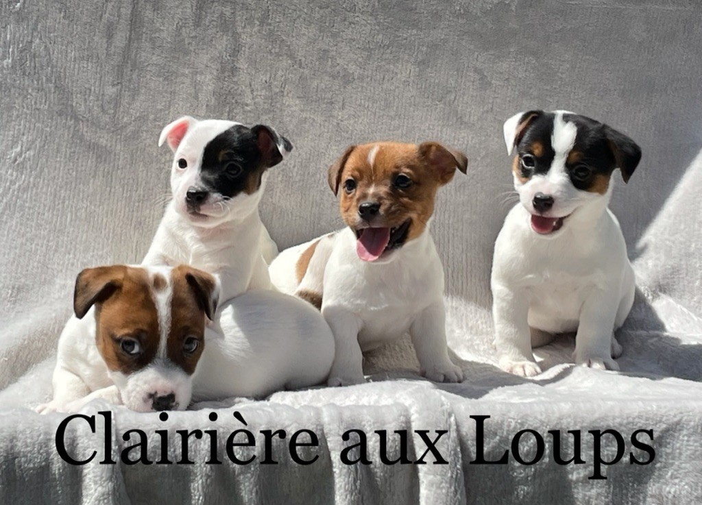 du Domaine de la Clairiere aux Loups - Jack Russell Terrier - Portée née le 11/04/2021