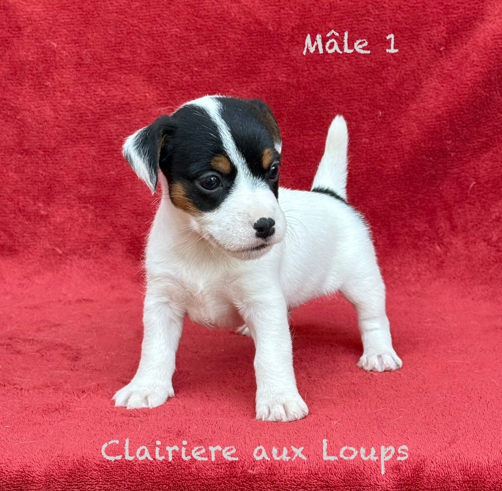 du Domaine de la Clairiere aux Loups - Chiots disponibles - Jack Russell Terrier