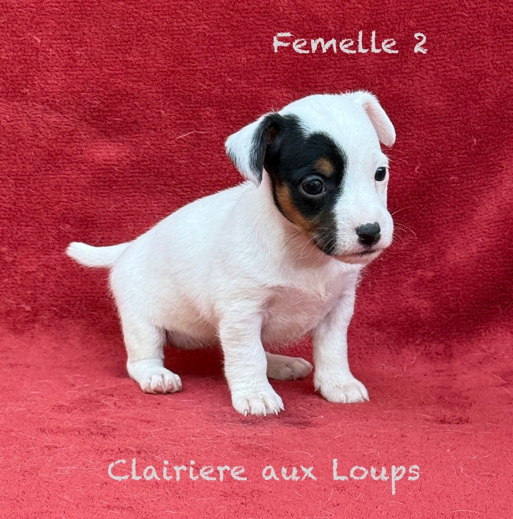 du Domaine de la Clairiere aux Loups - Chiots disponibles - Jack Russell Terrier