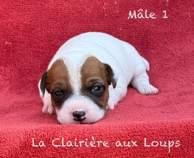 CHIOT MÂLE 1