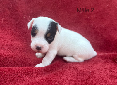 Chiot N°2