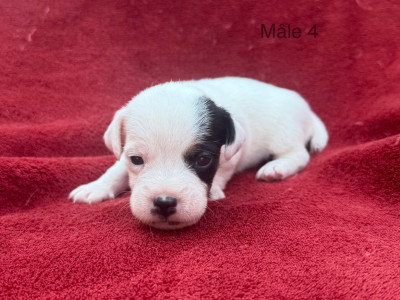 Chiot N°4
