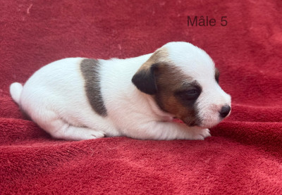 Chiot N°5