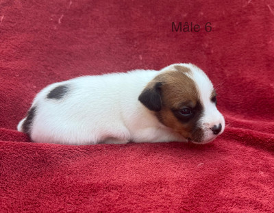 Chiot N°6