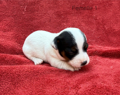 Chiot N°7