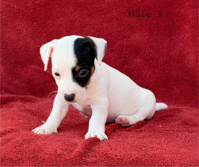 Chiot N°3