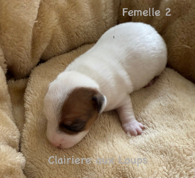 CHIOT FEMELLE 2