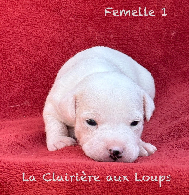 CHIOT femelle 1
