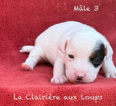 CHIOT mâle 3