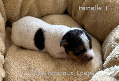 CHIOT FEMELLE 1