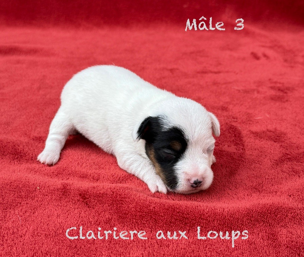 du Domaine de la Clairiere aux Loups - Chiots disponibles - Jack Russell Terrier