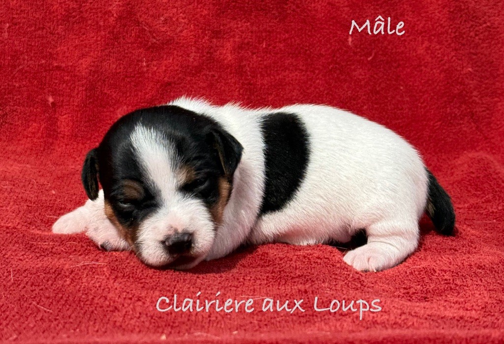 du Domaine de la Clairiere aux Loups - Chiots disponibles - Jack Russell Terrier