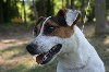 du Domaine de la Clairiere aux Loups - Jack Russell Terrier - Portée née le 05/08/2010