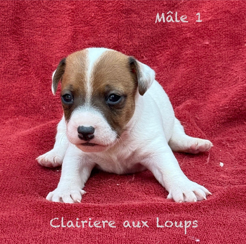du Domaine de la Clairiere aux Loups - Chiots disponibles - Jack Russell Terrier