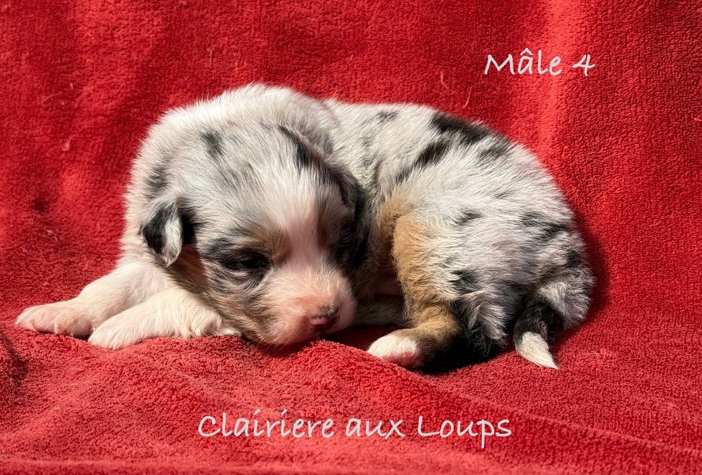 du Domaine de la Clairiere aux Loups - Chiots disponibles - Berger Australien