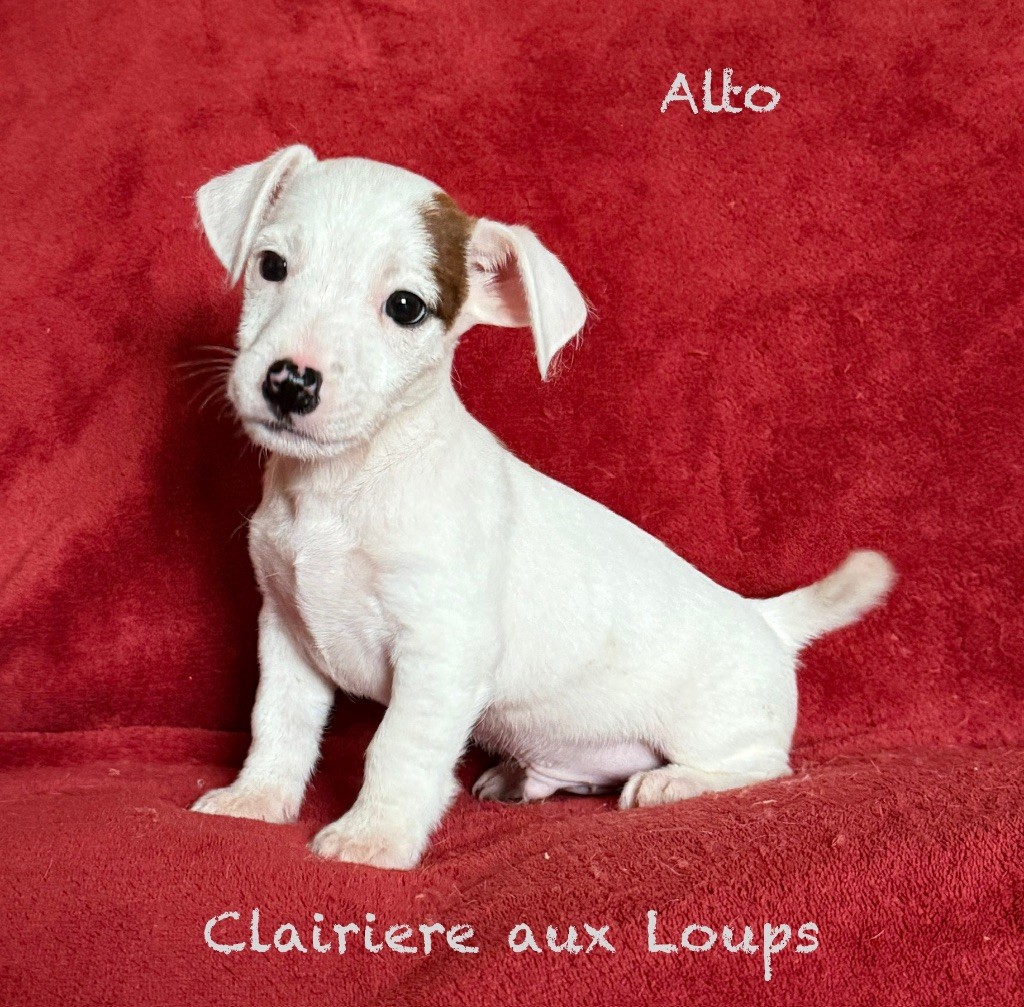 du Domaine de la Clairiere aux Loups - Chiots disponibles - Jack Russell Terrier