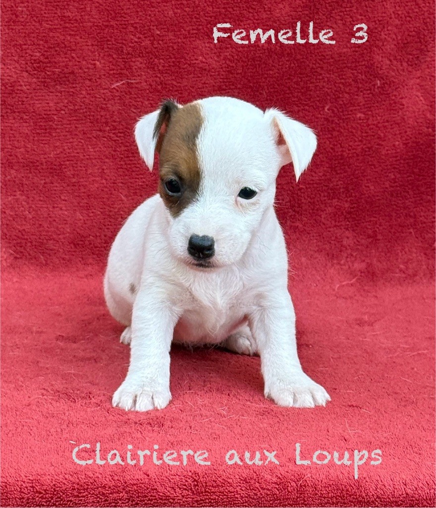 du Domaine de la Clairiere aux Loups - Chiots disponibles - Jack Russell Terrier