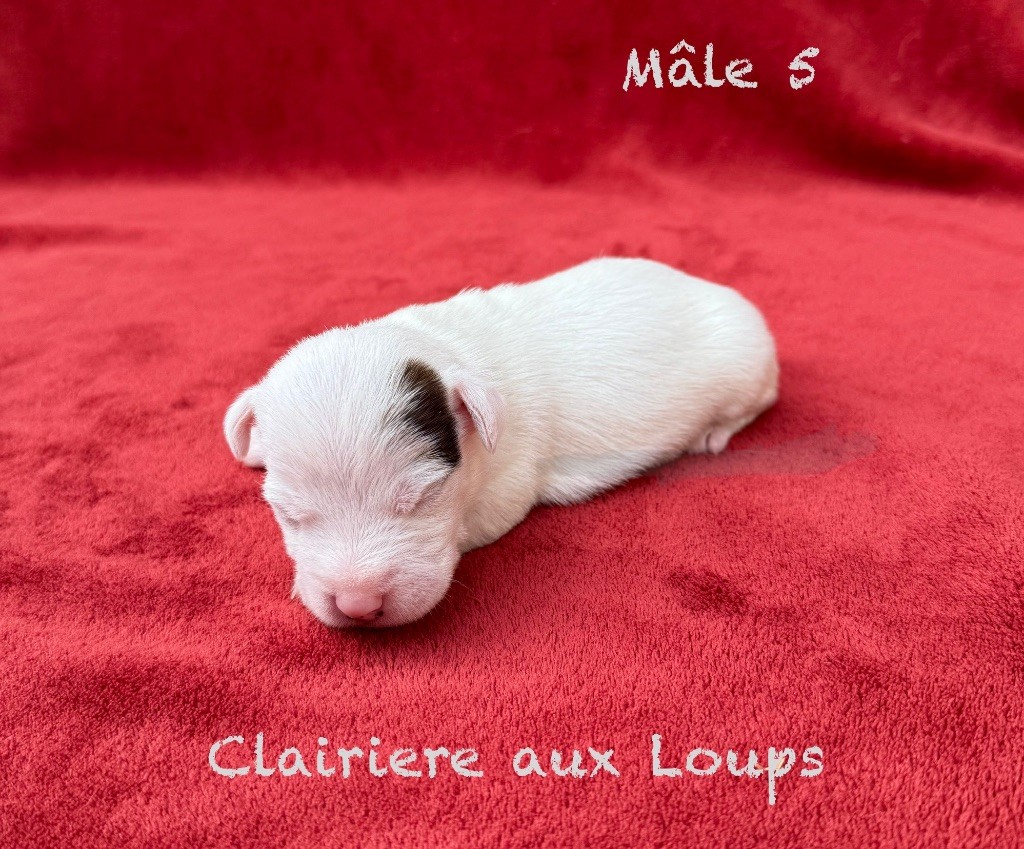 du Domaine de la Clairiere aux Loups - Chiots disponibles - Jack Russell Terrier