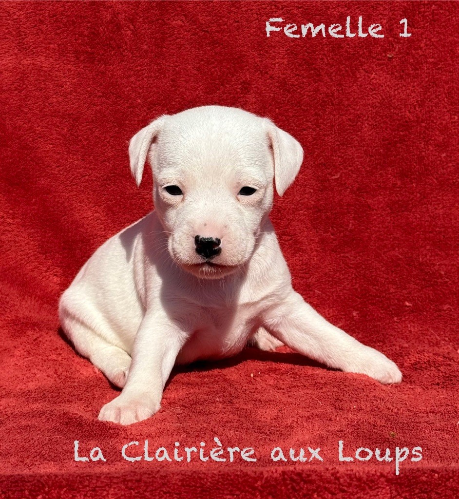 du Domaine de la Clairiere aux Loups - Chiots disponibles - Jack Russell Terrier