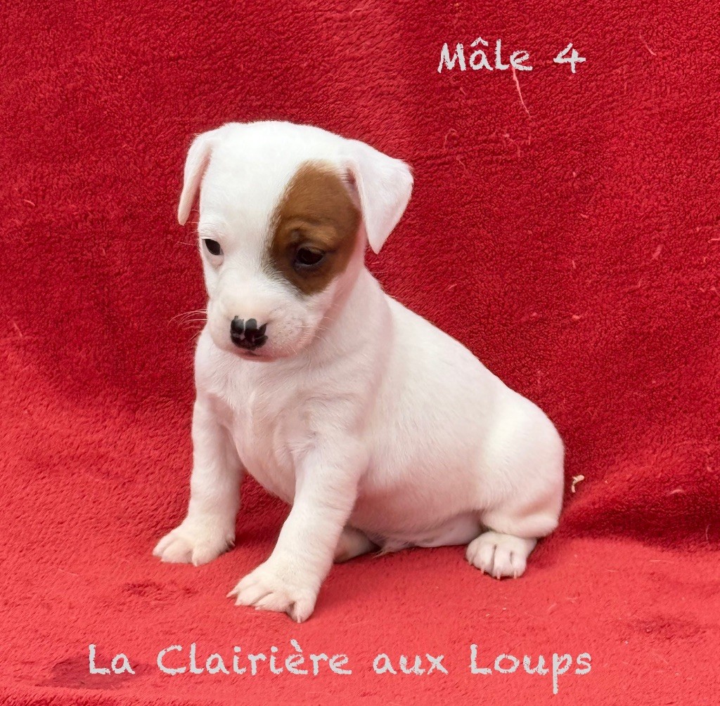 du Domaine de la Clairiere aux Loups - Chiots disponibles - Jack Russell Terrier
