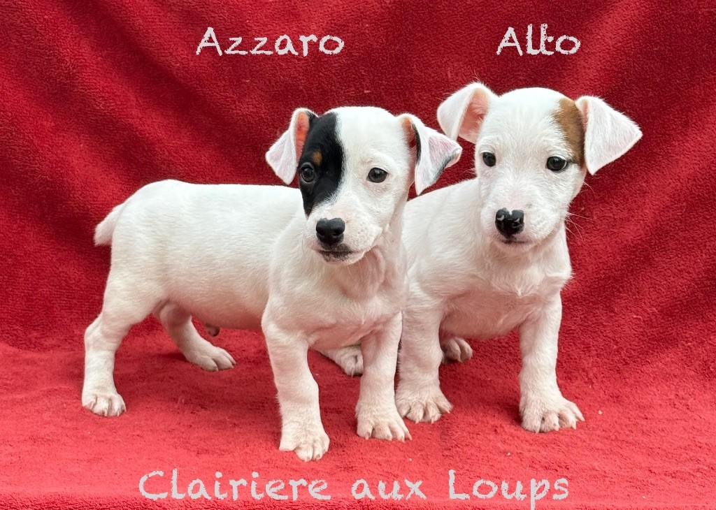 Chiot Jack Russell Terrier du Domaine de la Clairiere aux Loups
