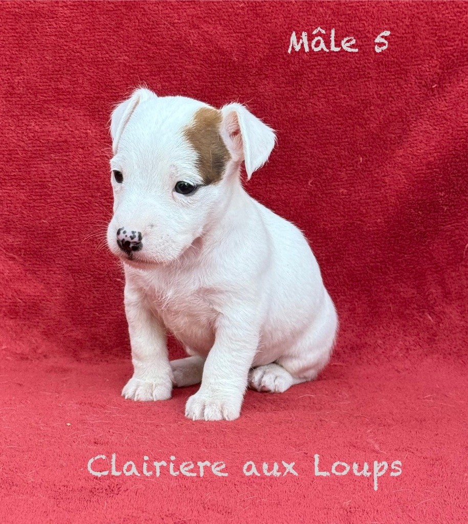 du Domaine de la Clairiere aux Loups - Chiots disponibles - Jack Russell Terrier