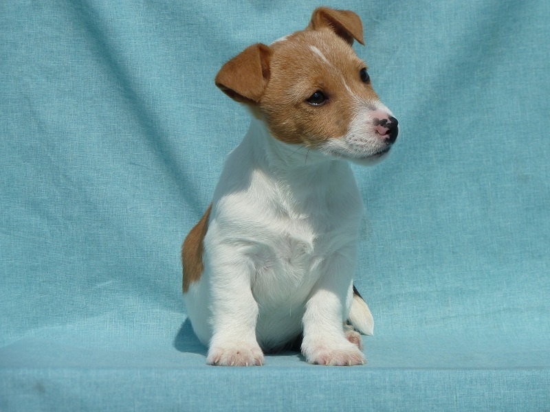 du Domaine de la Clairiere aux Loups - Jack Russell Terrier - Portée née le 18/01/2012