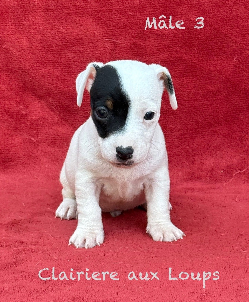 du Domaine de la Clairiere aux Loups - Chiots disponibles - Jack Russell Terrier