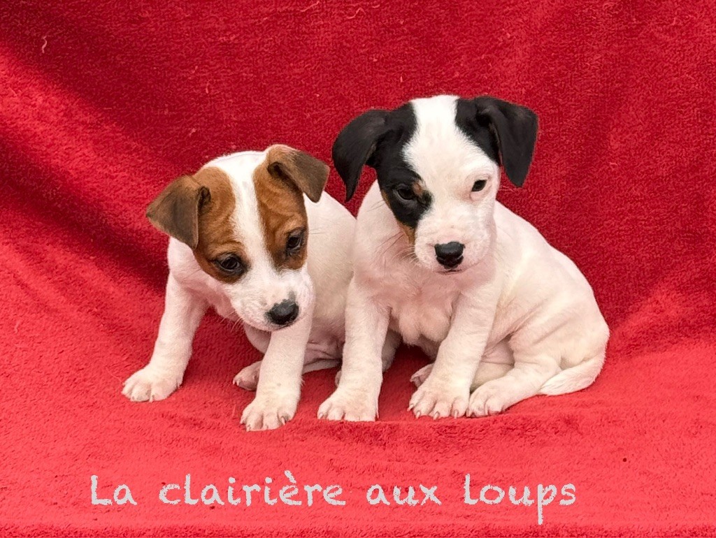 du Domaine de la Clairiere aux Loups - Jack Russell Terrier - Portée née le 31/08/2025