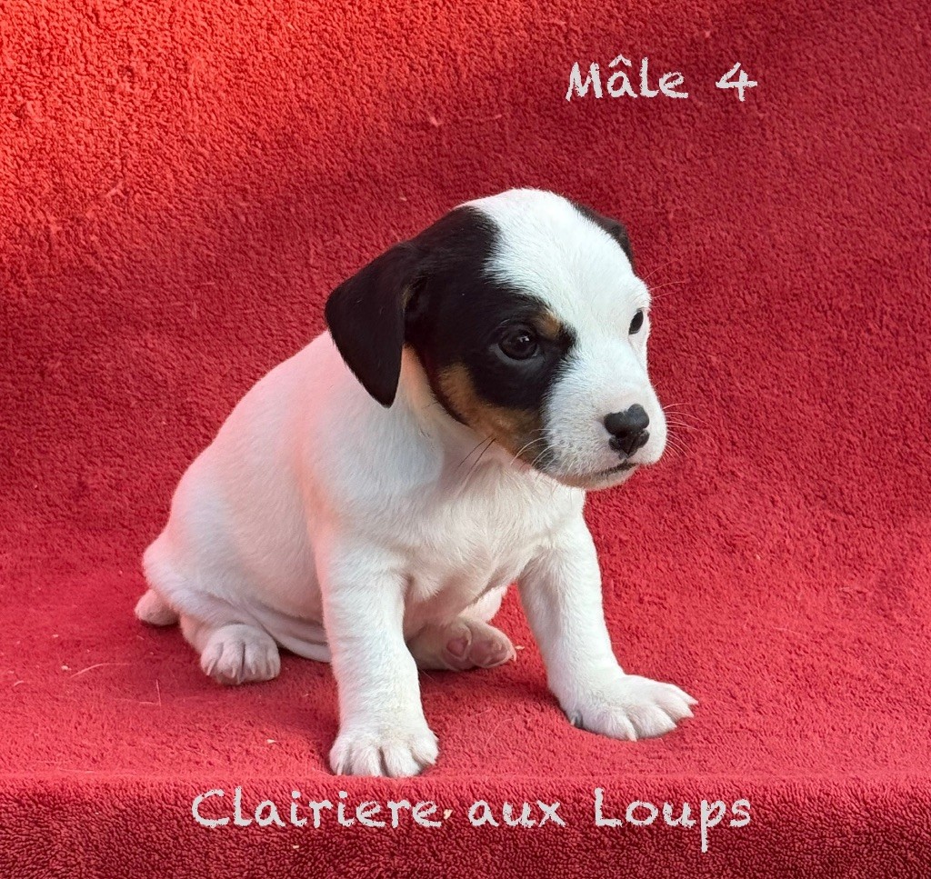 du Domaine de la Clairiere aux Loups - Chiots disponibles - Jack Russell Terrier