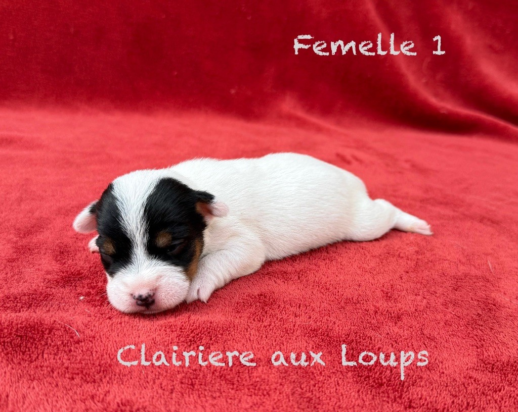 du Domaine de la Clairiere aux Loups - Chiots disponibles - Jack Russell Terrier