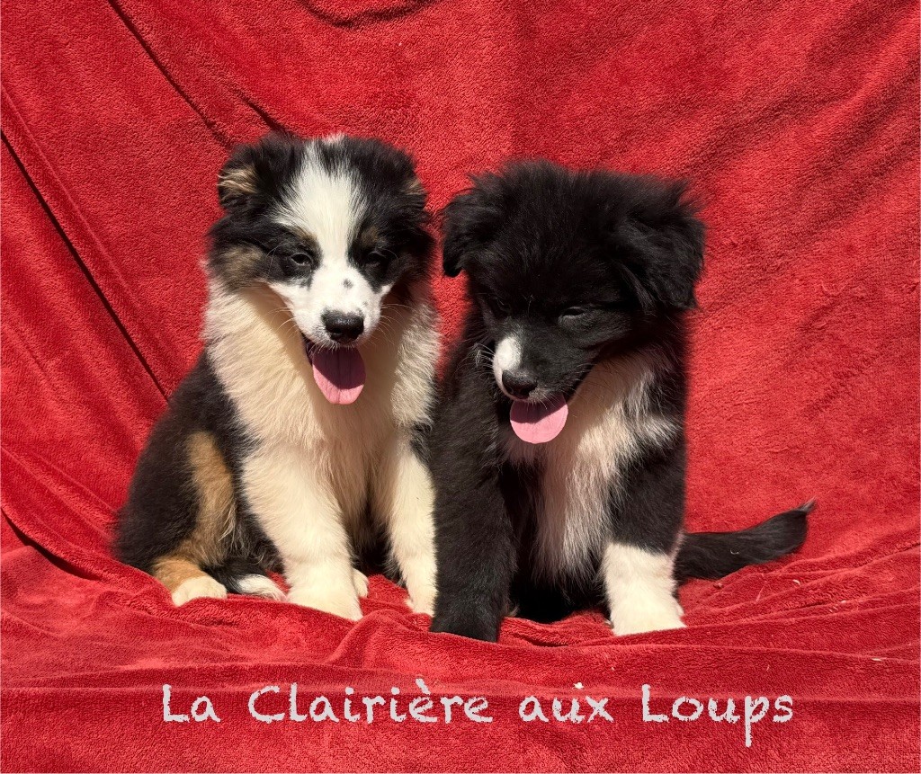 Chiot Berger Australien du Domaine de la Clairiere aux Loups