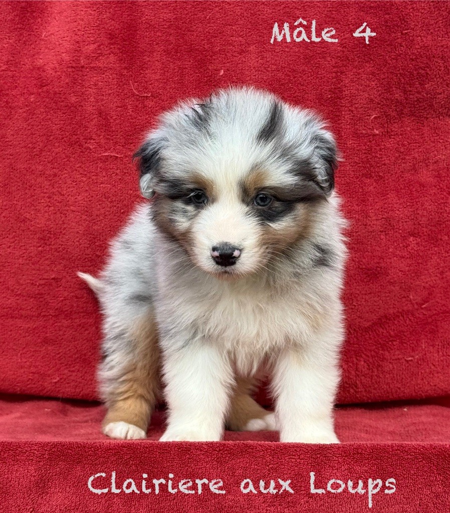 du Domaine de la Clairiere aux Loups - Chiots disponibles - Berger Australien