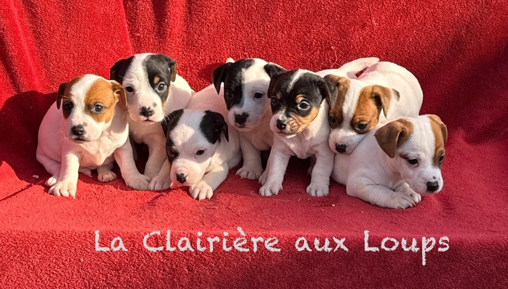 Chiot Jack Russell Terrier du Domaine de la Clairiere aux Loups
