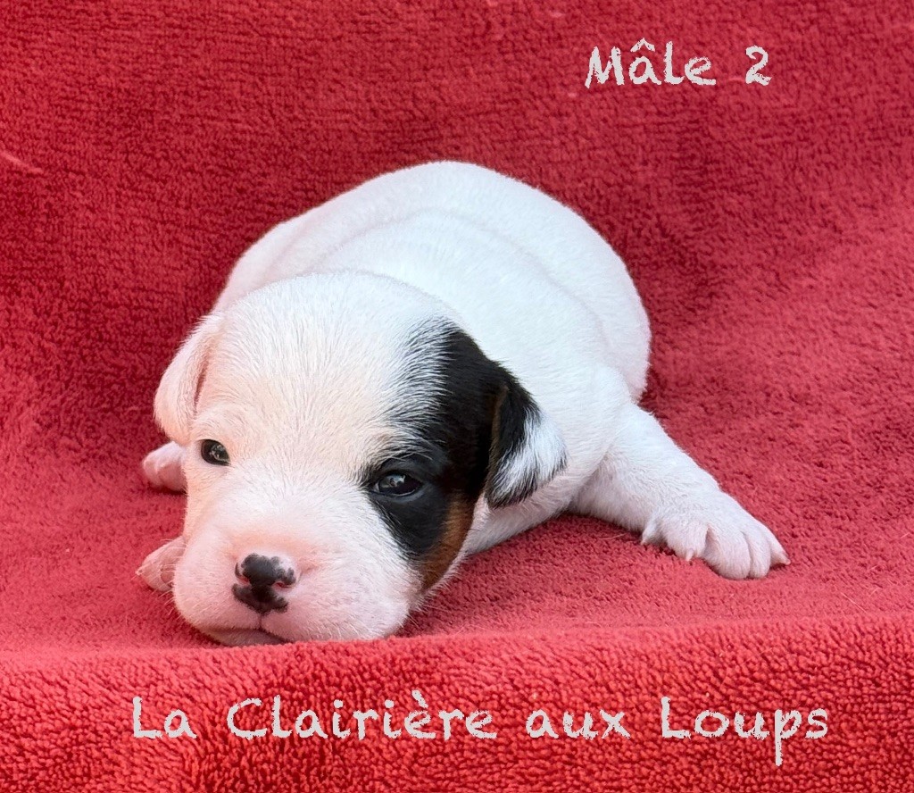 du Domaine de la Clairiere aux Loups - Chiots disponibles - Jack Russell Terrier