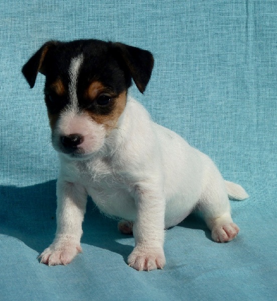 du Domaine de la Clairiere aux Loups - Jack Russell Terrier - Portée née le 27/08/2016