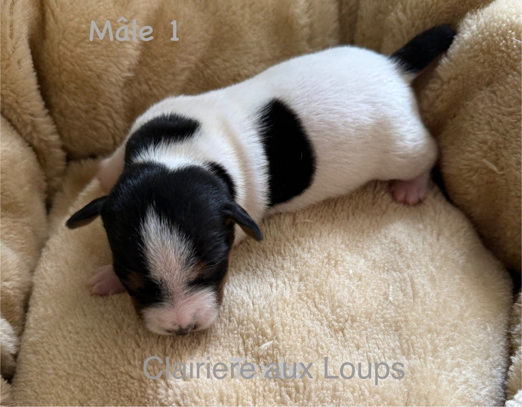 du Domaine de la Clairiere aux Loups - Chiots disponibles - Jack Russell Terrier