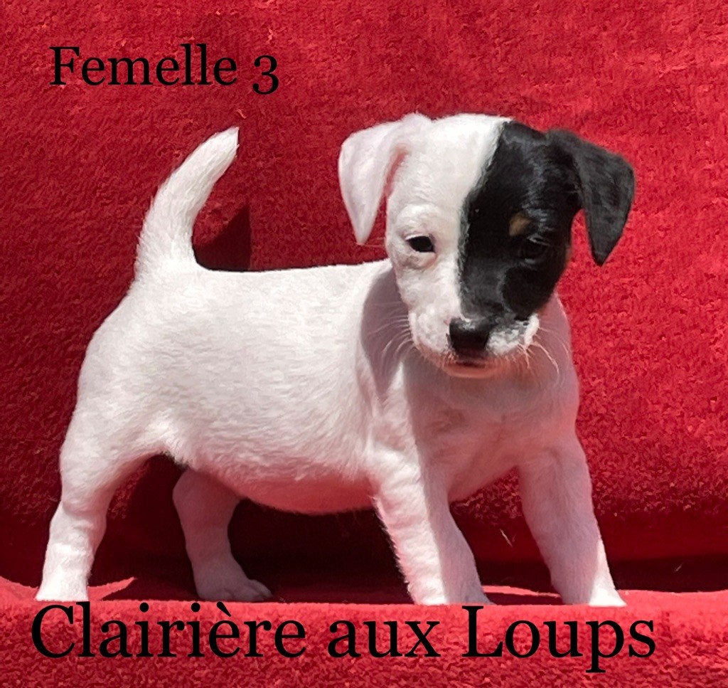 du Domaine de la Clairiere aux Loups - Jack Russell Terrier - Portée née le 16/04/2022