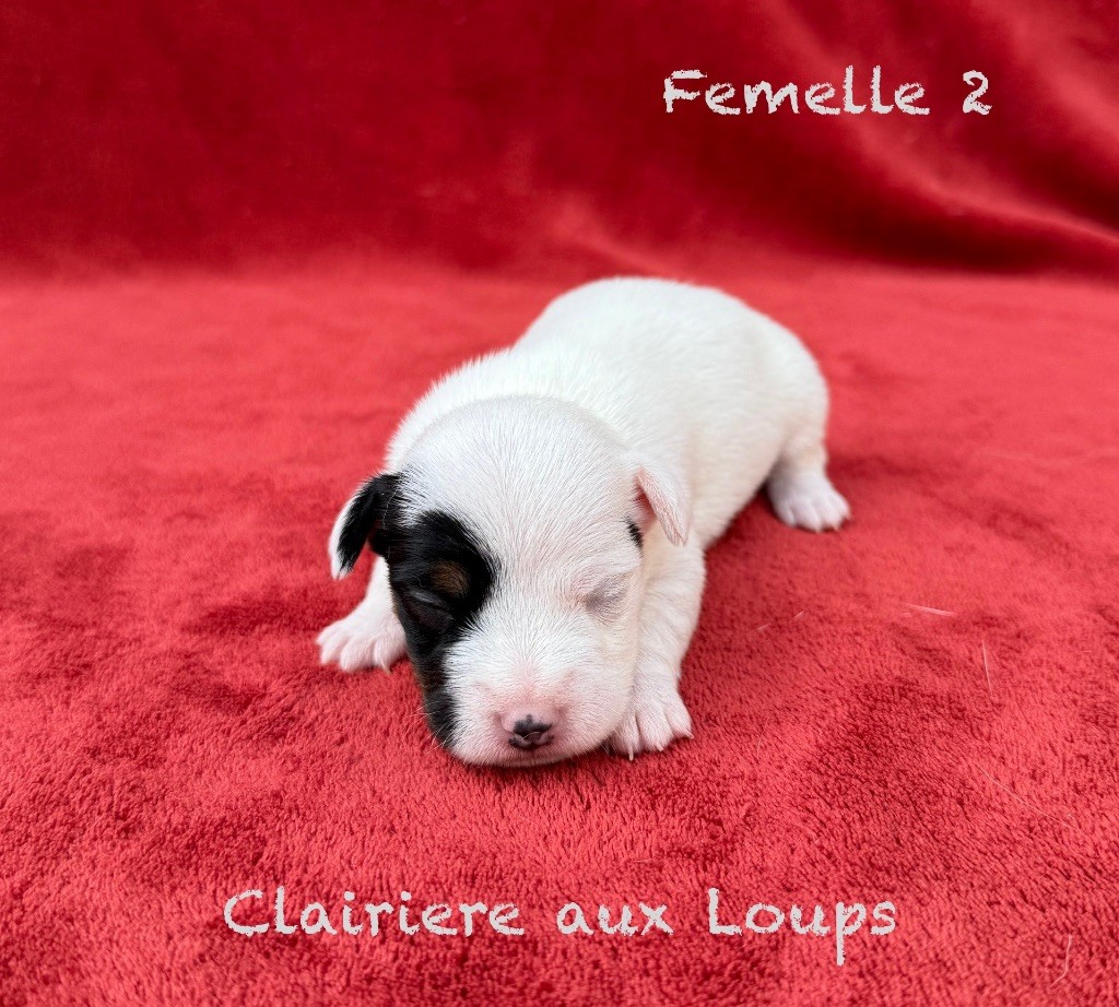 du Domaine de la Clairiere aux Loups - Chiots disponibles - Jack Russell Terrier