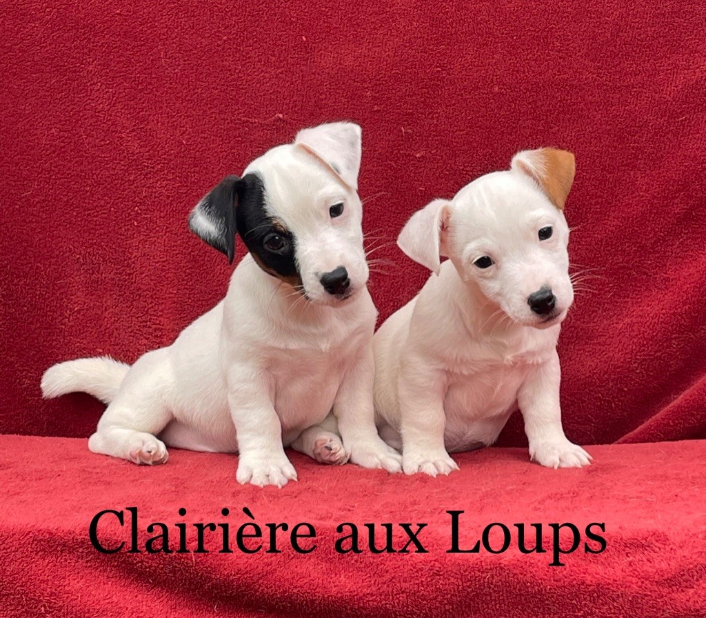 du Domaine de la Clairiere aux Loups - Jack Russell Terrier - Portée née le 12/03/2022