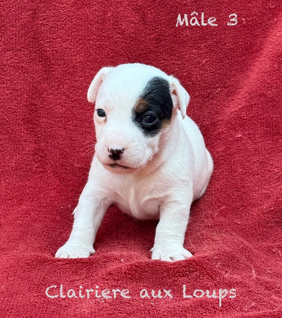 du Domaine de la Clairiere aux Loups - Chiots disponibles - Jack Russell Terrier