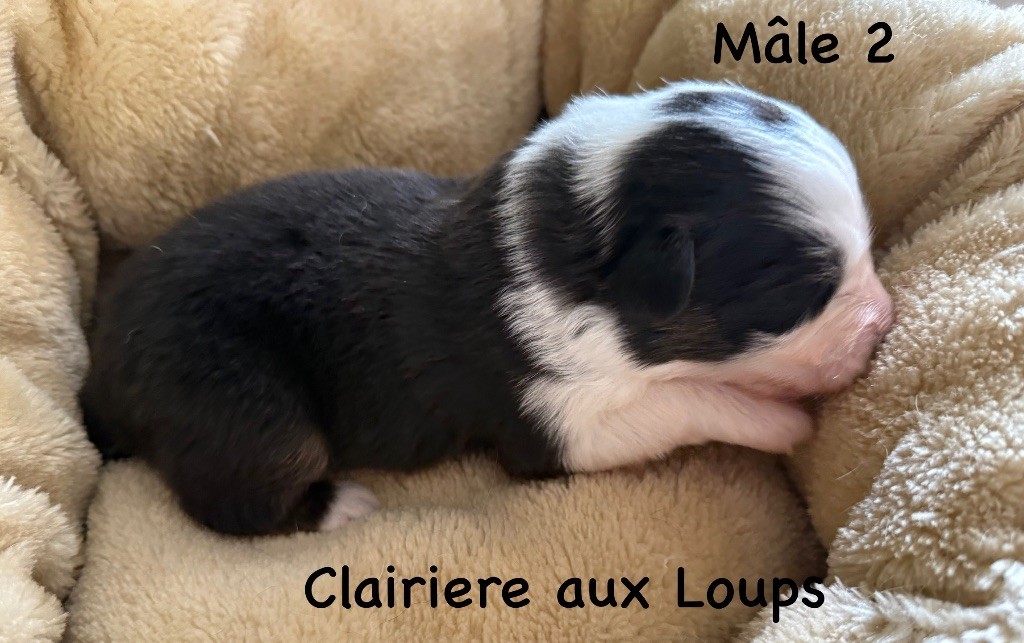 du Domaine de la Clairiere aux Loups - Chiots disponibles - Berger Australien